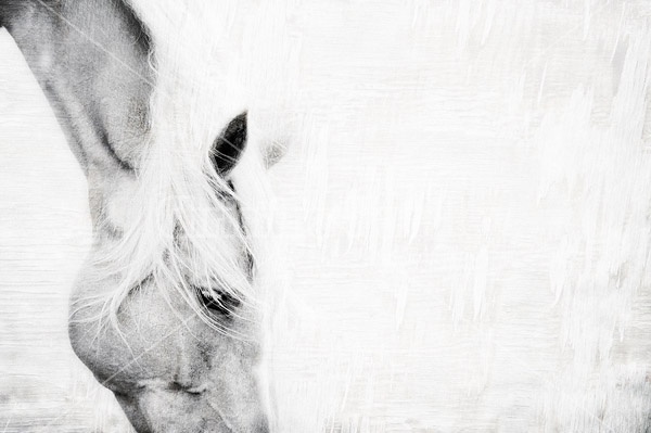 Horse face with texture background