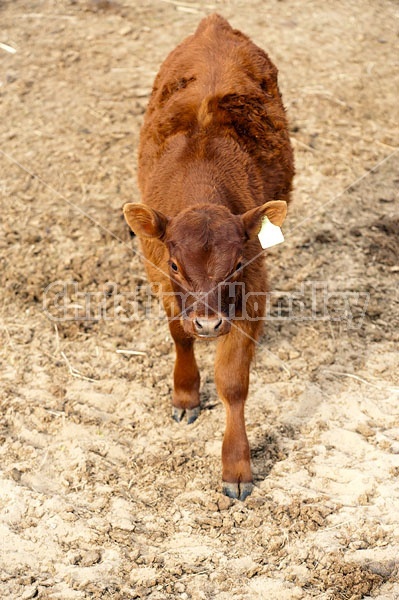 Beef Calves