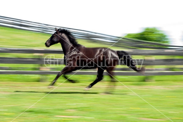 Hanoverian horse galloping around his paddock