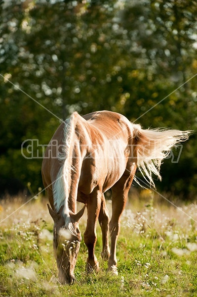 Palomino Quarter Horse