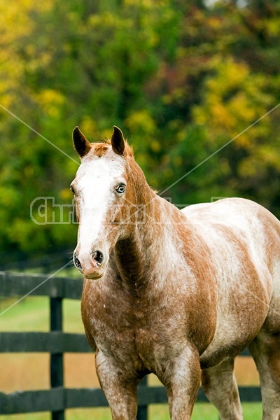 Portrait of Appaloosa horse standing in field