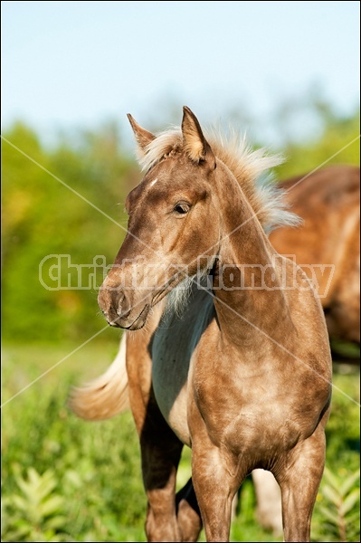 Rocky Mountain Horse