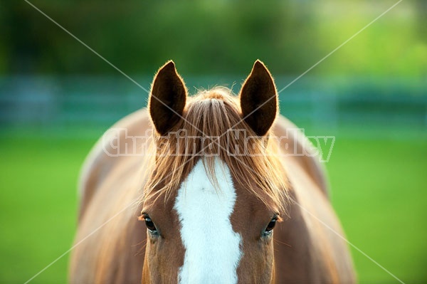 Quarter horse mare