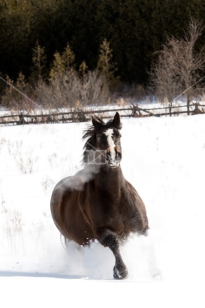 Dark bay horse galloping through deep snow