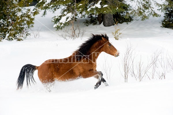 Young Bay Rocky Mountain Horse