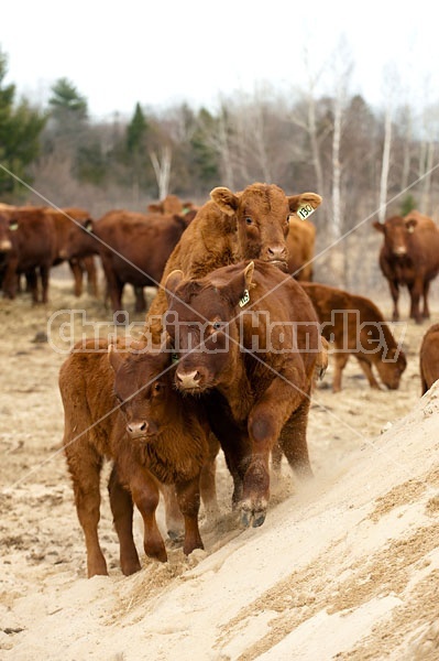 Beef Calves