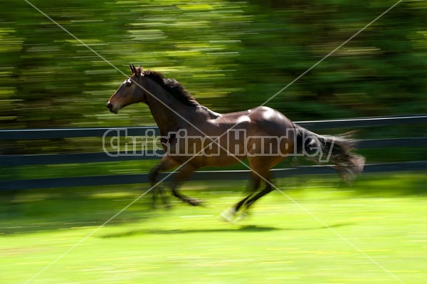 Thoroughbred gelding galloping around his paddock