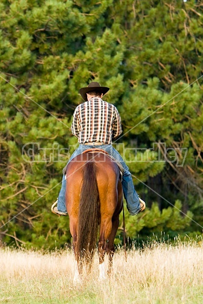 Cowboy Riding Quarter Horse Western Style