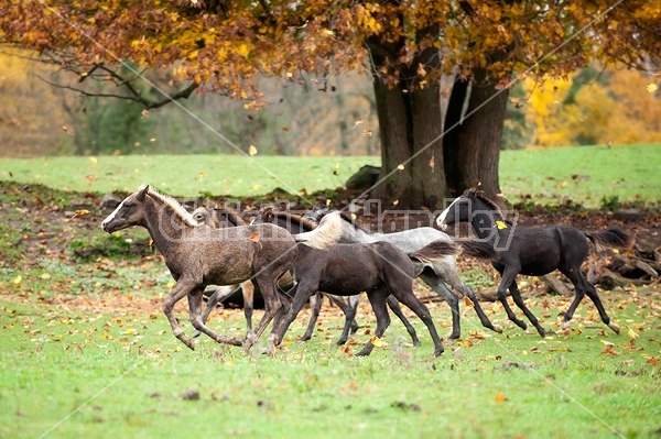 Rocky Mountain Horse foals