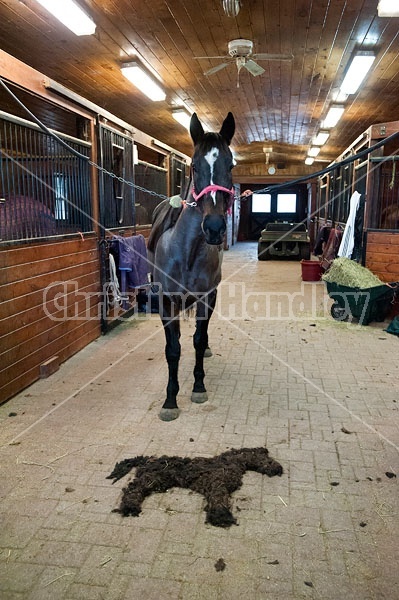 Horse in cross ties