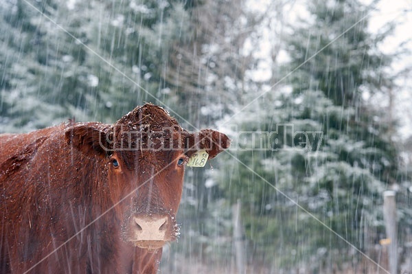 Cow Face in the Snow