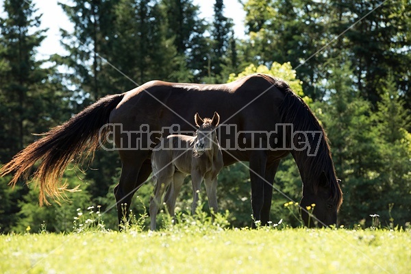 Rocky Mountain Horse mare and foal