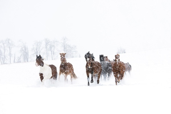 Herd of horses running through deep snow