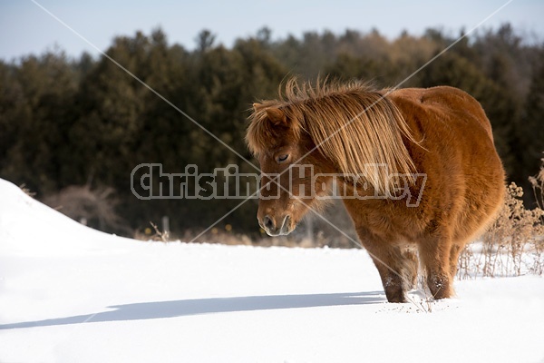 Chestnut pony standing ion deep snow