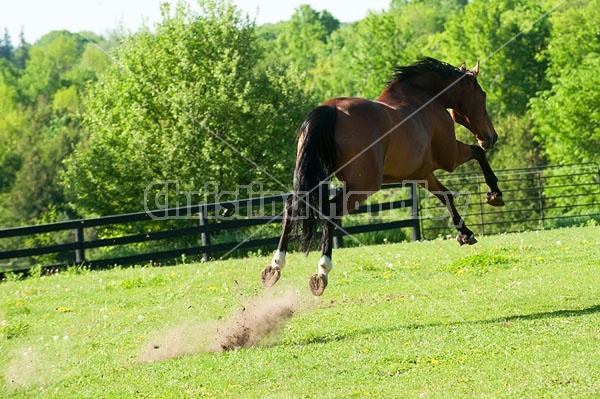 Dutch Warmblood and Thoroughbred cross gelding