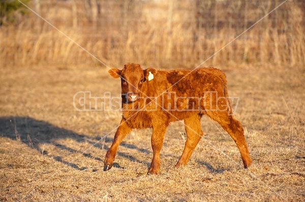 Beef Calf