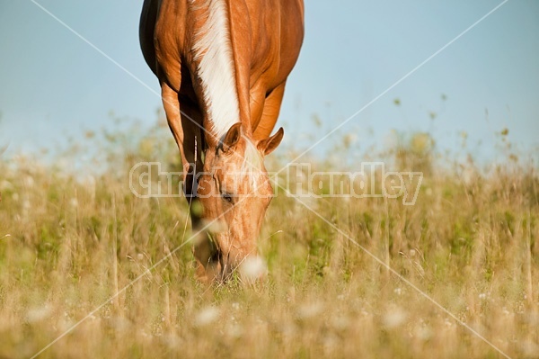 Palomino Quarter Horse