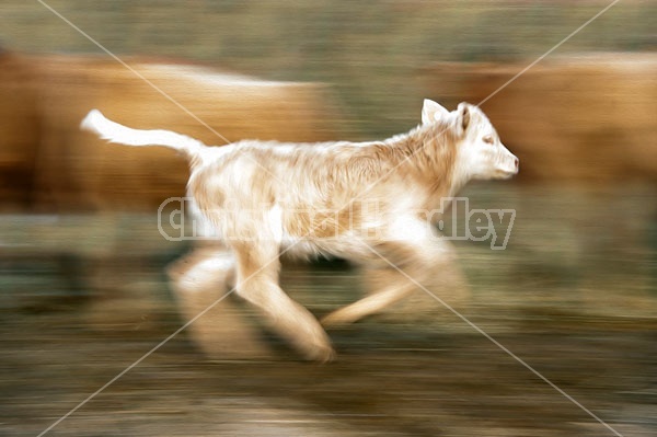 Young Beef Calf 