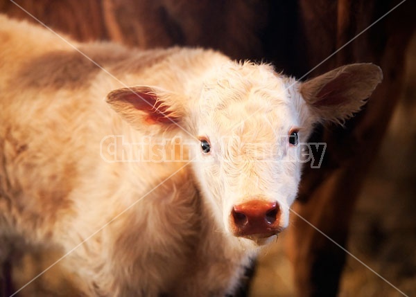 Newborn Beef Calf