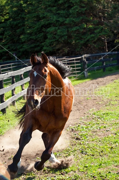 Dutch Warmblood Thoroughbred cross gelding