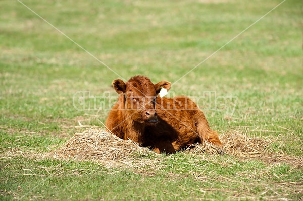 Beef Calf