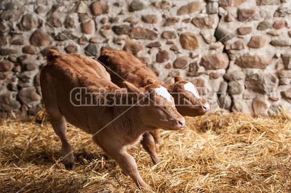 Twin Beef Calves