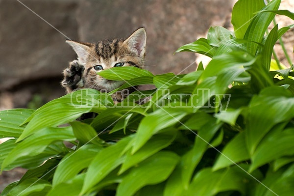 Young baby calico kitten playing in flower garden