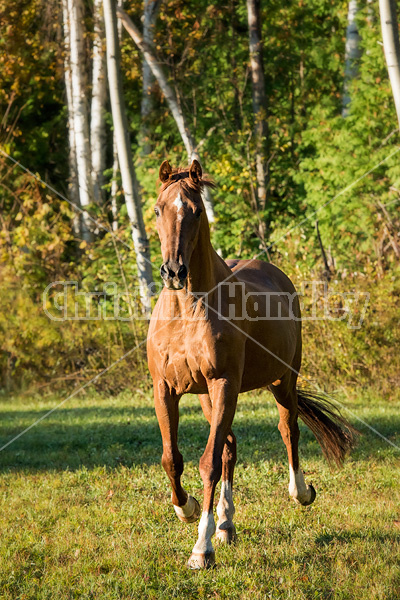 Chestnut Thoroughbred horse galloping in paddock