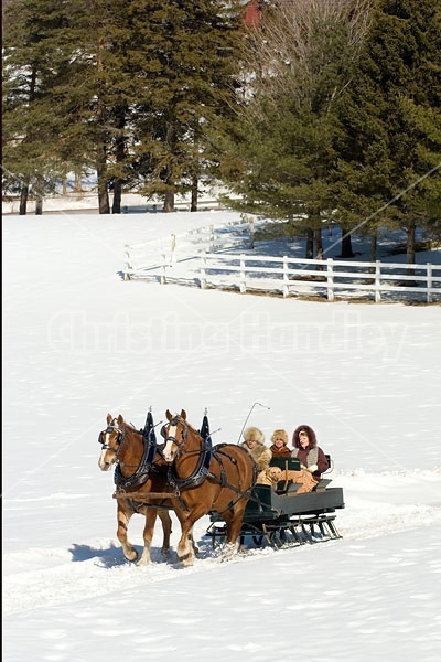 Horse drawn sleigh ride