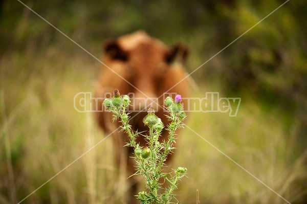 Beef Cow and Thistle