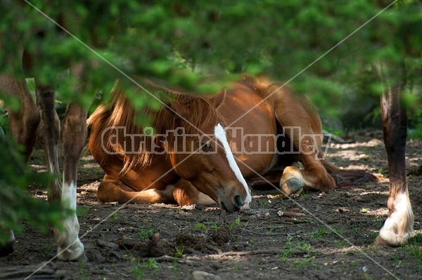 Rocky Mountain horse mares hanging out under a big tree for shade