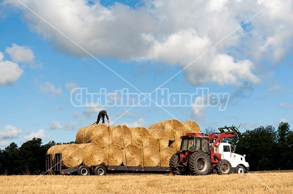 Farmer loading tractor trailer with round bales of straw and getting them strapped down for transport