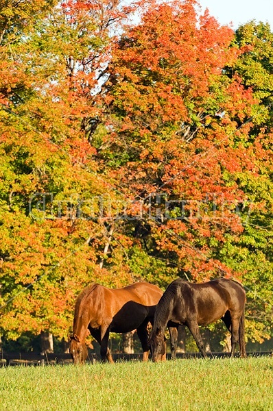 Two horses grazing on autumn pasture