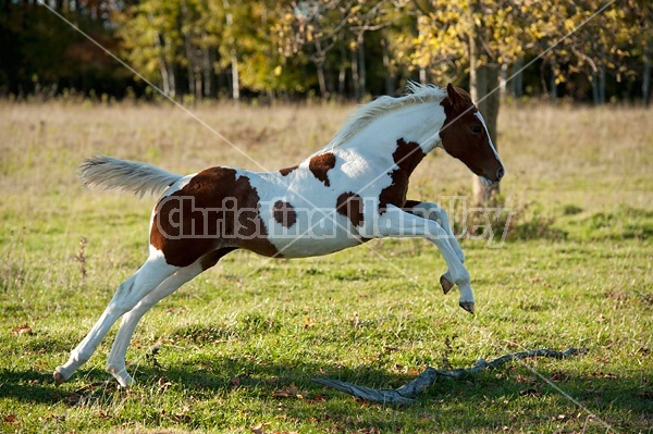 Young paint foal running through field.