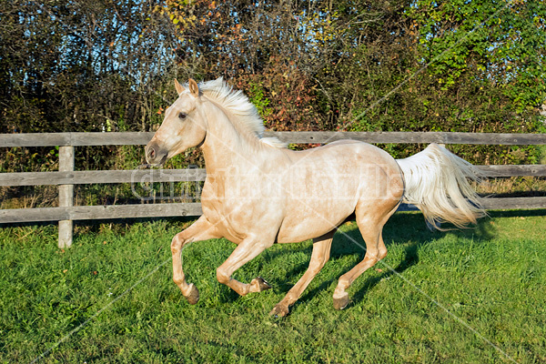 Palomino horse galloping around paddock