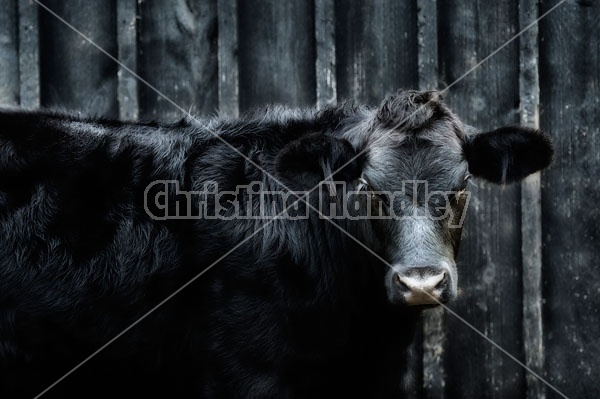 Black Angus Heifer