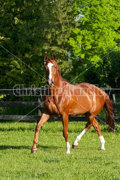 Thoroughbred horse running around paddock