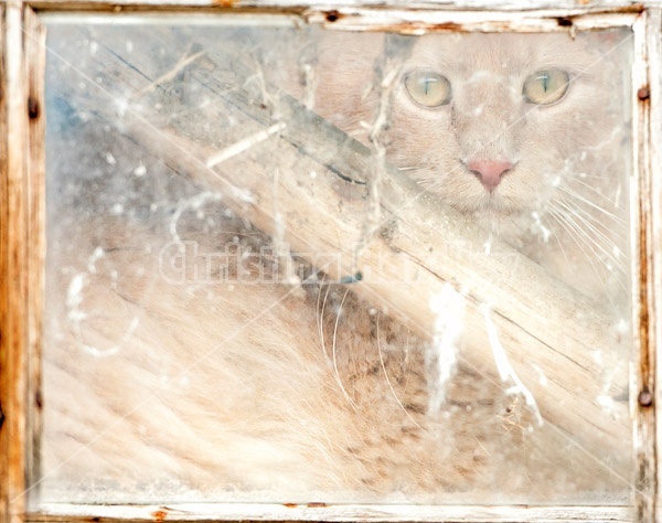 Orange cat looking out through barn window