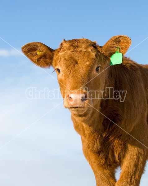 Portrait of a young beef calf against clear blue sky.