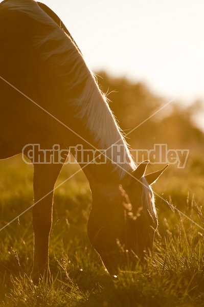 Palomino Quarter Horse