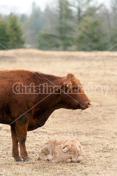 Beef Cow and Calf