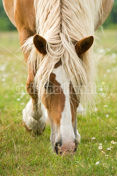 Belgian Draft Horse