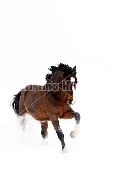 Bay horse in the snow