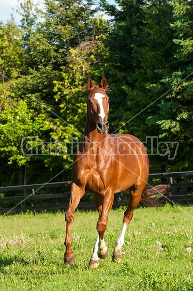 Thoroughbred horse running around paddock