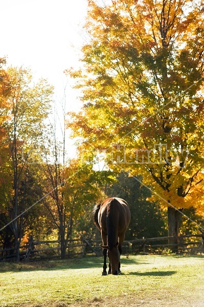 Bay horse grazing on autumn pasture