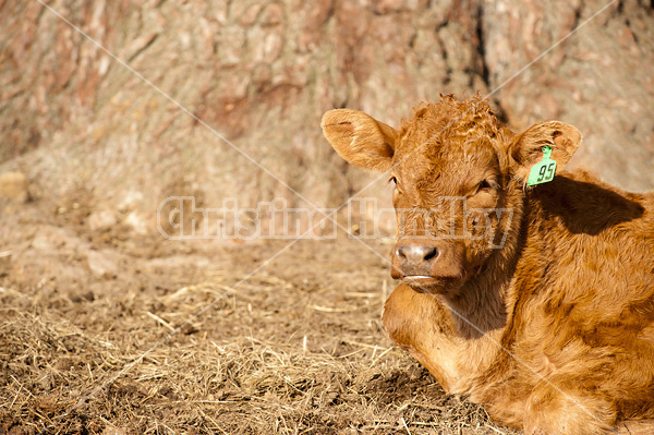 Cute beef calf