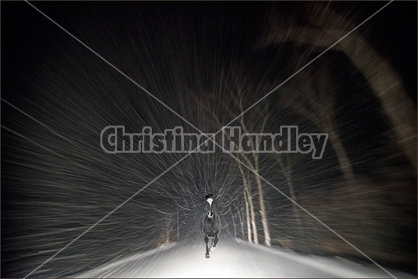 Horse running in snow storm at night