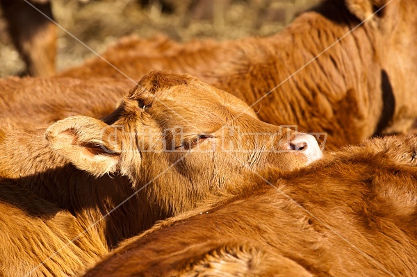 Young beef calves sleeping in the sun