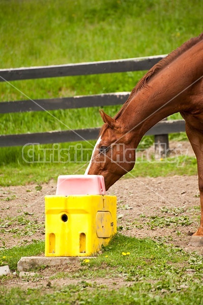 Thoroughbred horse drinking water