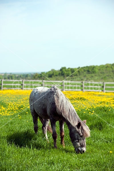 spotted pony